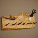 Geweih Garderobe mit 7 Hirschspitzen Haken auf Holzbrett 1x Rehgeweih + 1x Rehstange Wandgarderobe Unikat 27.8.129