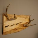 Geweih Garderobe mit 4 Hirschspitzen Haken auf Holzbrett 2x Weißwedelstangen Wandgarderobe Unikat 27.8.130