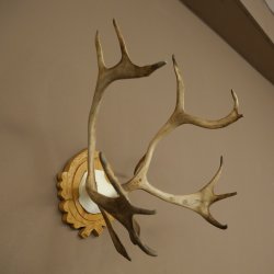 Corna di renna, caribù, piccolo trofeo con corna di renna e teschio su base intagliata 78,39