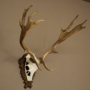Fallow Deer Antlers, Height 69 cm, Carved Trophieshield 72,550