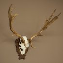 Fallow Deer Antlers, Height 69 cm, Carved Trophieshield 72,550