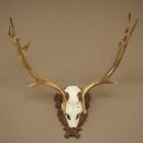 Fallow Deer Antlers, Height 69 cm, Carved Trophieshield 72,550