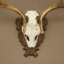 Fallow Deer Antlers, Height 69 cm, Carved Trophieshield 72,550
