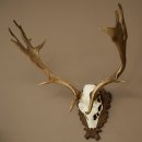 Fallow Deer Antlers, Height 69 cm, Carved Trophieshield 72,550