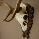 Fallow Deer Antlers, Height 69 cm, Carved Trophieshield 72,550