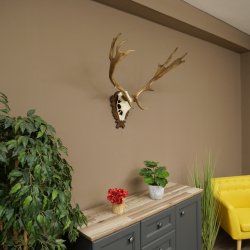 Fallow Deer Antlers, Height 69 cm, Carved Trophieshield 72,550