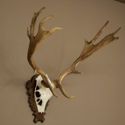 Fallow Deer Antlers, Height 69 cm, Carved Trophieshield 72,550