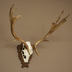 Fallow Deer Antlers, Height 69 cm, Carved Trophieshield 72,550
