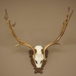 Fallow Deer Antlers, Height 69 cm, Carved Trophieshield 72,550