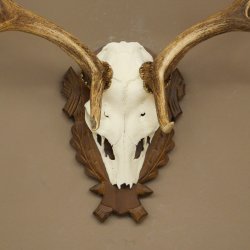 Fallow Deer Antlers, Height 69 cm, Carved Trophieshield 72,550