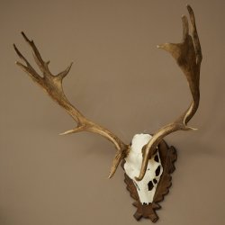 Fallow Deer Antlers, Height 69 cm, Carved Trophieshield 72,550