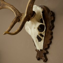 Fallow Deer Antlers, Height 69 cm, Carved Trophieshield 72,550