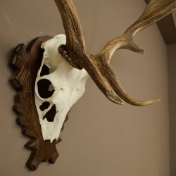 Fallow Deer Antlers, Height 69 cm, Carved Trophieshield 72,550