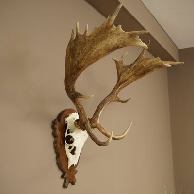 Bois de daim, hauteur 76 cm, bois de daim sculptés sur un panneau de trophée 72.551