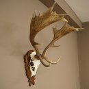 Bois de daim, hauteur 76 cm, bois de daim sculptés...