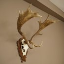 Bois de daim, hauteur 76 cm, bois de daim sculptés sur un panneau de trophée 72.551