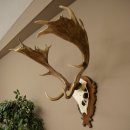 Bois de daim, hauteur 76 cm, bois de daim sculptés sur un panneau de trophée 72.551