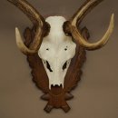 Bois de daim, hauteur 76 cm, bois de daim sculptés sur un panneau de trophée 72.551