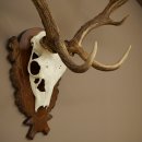 Bois de daim, hauteur 76 cm, bois de daim sculptés sur un panneau de trophée 72.551