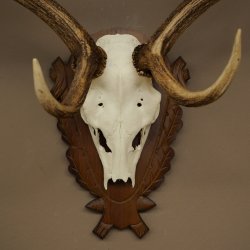 Bois de daim, hauteur 76 cm, bois de daim sculptés sur un panneau de trophée 72.551