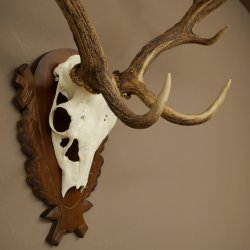 Bois de daim, hauteur 76 cm, bois de daim sculptés sur un panneau de trophée 72.551