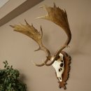Bois de daim, hauteur 76 cm, bois de daim sculptés...