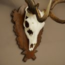 Bois de daim, hauteur 76 cm, bois de daim sculptés sur un panneau de trophée 72.552