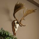 Bois de daim, hauteur 76 cm, bois de daim sculptés...