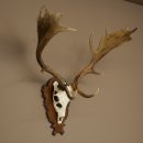 Bois de daim, hauteur 76 cm, bois de daim sculptés sur un panneau de trophée 72.552