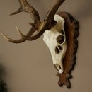 Bois de daim, hauteur 76 cm, bois de daim sculptés sur un panneau de trophée 72.552