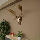 Bois de daim, hauteur 76 cm, bois de daim sculptés sur un panneau de trophée 72.552