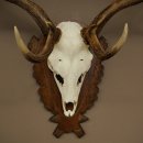 Bois de daim, hauteur 76 cm, bois de daim sculptés sur un panneau de trophée 72.552