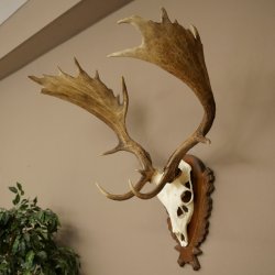 Bois de daim, hauteur 76 cm, bois de daim sculptés sur un panneau de trophée 72.552