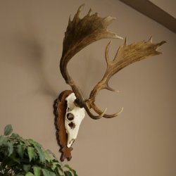 Bois de daim, hauteur 76 cm, bois de daim sculptés sur un panneau de trophée 72.552
