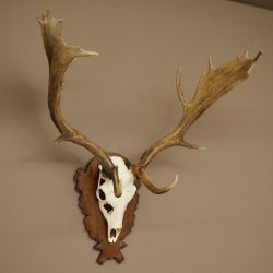 Bois de daim, hauteur 76 cm, bois de daim sculptés sur un panneau de trophée 72.552
