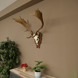 Bois de daim, hauteur 76 cm, bois de daim sculptés sur un panneau de trophée 72.552