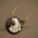 Fallow deer, small fallow deer, antler height 17 cm, deer antlers on a trophy shield 72.553