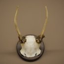 Fallow deer, small fallow deer, antler height 17 cm, deer antlers on a trophy shield 72.553