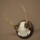 Fallow deer, small fallow deer, antler height 17 cm, deer antlers on a trophy shield 72.553