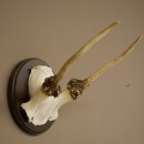 Fallow deer, small fallow deer, antler height 17 cm, deer antlers on a trophy shield 72.553