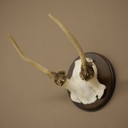 Fallow deer, small fallow deer, antler height 17 cm, deer antlers on a trophy shield 72.553