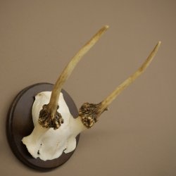 Fallow deer, small fallow deer, antler height 17 cm, deer antlers on a trophy shield 72.553