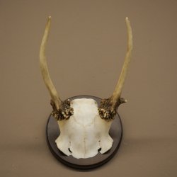 Fallow deer, small fallow deer, antler height 17 cm, deer antlers on a trophy shield 72.553
