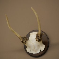 Fallow deer, small fallow deer, antler height 17 cm, deer antlers on a trophy shield 72.553