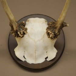 Fallow deer, small fallow deer, antler height 17 cm, deer antlers on a trophy shield 72.553