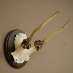 Fallow deer, small fallow deer, antler height 17 cm, deer antlers on a trophy shield 72.553