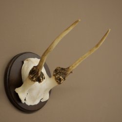 Fallow deer, small fallow deer, antler height 17 cm, deer antlers on a trophy shield 72.553