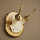 Daim, petit daim, mâle, bois, hauteur 16 cm, bois...