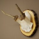 Daim, petit daim, mâle, bois, hauteur 16 cm, bois de daim sur tranche darbre 72.554
