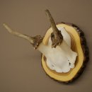 Daim, petit daim, mâle, bois, hauteur 16 cm, bois de daim sur tranche darbre 72.554